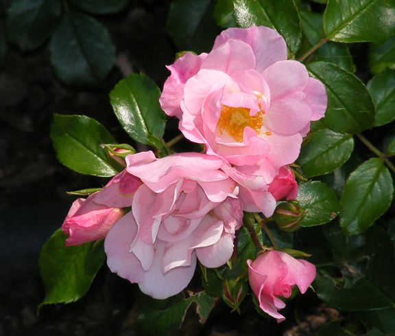 Appleblossom Flower Carpet photo 2014_08100008_zps56bd6c7c.jpg